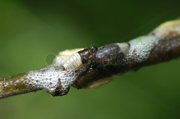 Crachat of cuckoo containing larvae Meadow froghopper France