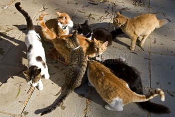 Cats eating in a sanctuary for cats Cyprus