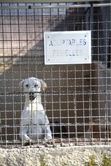 Dog awaiting adoption in shelters SPA France