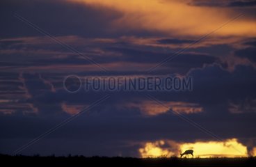 Gazelle de Grant au coucher de soleil Serengeti Tanzanie