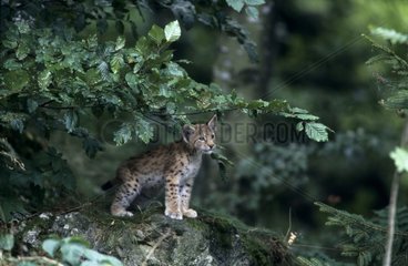 Jeune Lynx Boréal de 3 à 4 mois sous des branches Allemagne