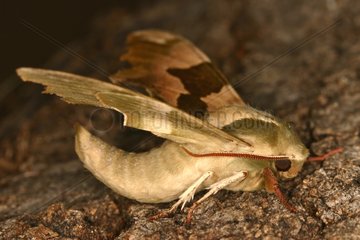 Lime Hawk moth Sieuras Ariège France