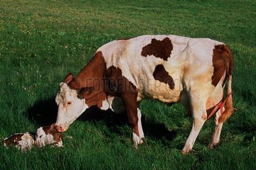 Montbéliard Kuh leckt sein Neugeborenen Kalbfleisch