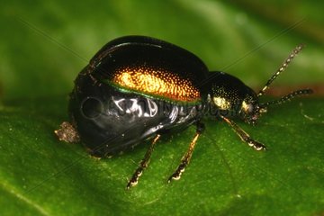 Female Chrysomelid ready to lay eggs Belgium