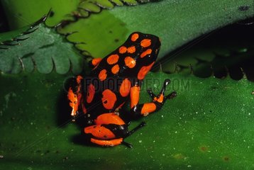 Harlequin Poison Darf Frog Tropical Forest Choco Colombia
