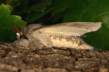 Beech moth Sieuras Ariege France