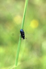 Scaraba Käfer posierte auf einem Stamm Puy de Dôme Frankreich