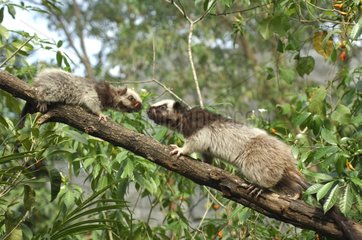 Giant busy-tailed cloud rats on a branch Philippines