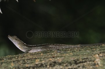 Copper Anole on branch Nicaragua