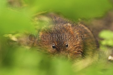 European water vole in spring England