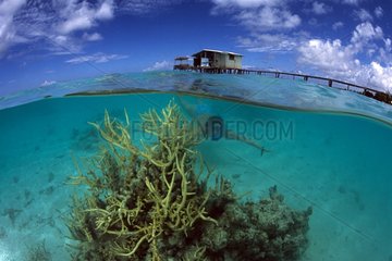 Schwimmer  der in der Nähe von Korallen in der Fakarava Lagoon Tuamotu vorbeikommt