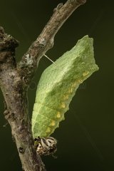 Chrysalis von Swallowtail Butterfly Aquitaine Frankreich