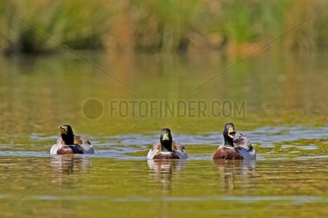 Mallard Ducks Trio auf Wasser Frankreich