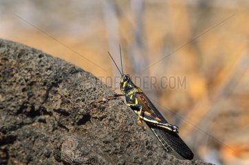 Large Painted Locust on a volcanic ground Galapagos