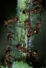 Ameisen  die Frankreichs Blattläuse erhöhen