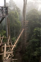 Canopy walkway under construction in tropical forest Borneo