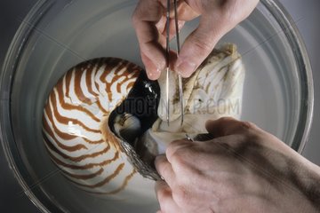 Dissection of a nautilus for an instructional model