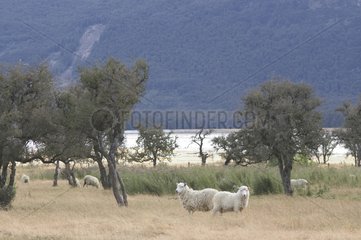 Schafe auf der Straße der Glenorchy Island im Süd -Neuseeland