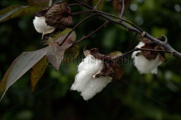Sheets and fruits of Cotton plant
