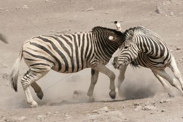 Burchell's Zebra fighting National park of Etosha Namibia