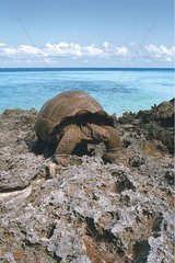 Aldabra Schildkröte spazieren auf den Aldabra Seychelles -Felsen