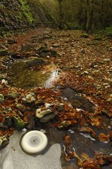 Wirbelnder Schaum in einem Fluss im Herbst bezweifelt Frankreich