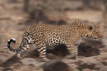 Leopard in the Masaï Mara National Reserve Kenya