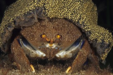 Sponge Crab with its typical hat of sponge for camouflage