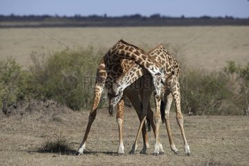Fights Masaï Giraffe Réserve of Masaï Mara Kenya