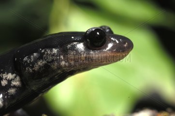 Head of a Mississipi Slimy Salamander watching Montevallo
