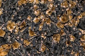 Colony Long-fingered Bats and Murines Madagascar