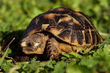 Porträt einer jungen Schildkröte