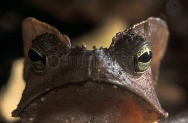 Portrait of a South American common Toad French Guiana