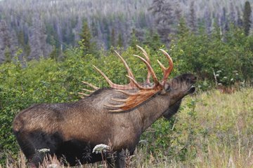 Male Moose shouting in tundra Anchorage Alaska