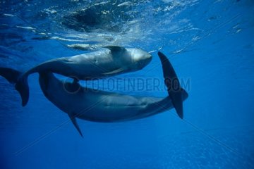 Paar große Delfine  die unter der Oberfläche Frankreich spielen