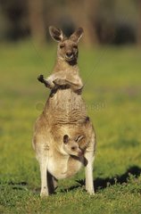 Femelle de Kangourou géant portant son jeune dans sa poche