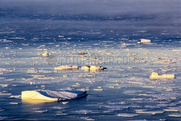 Icerbergs et plaques de glace dérivant Mer du Groenland