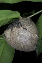 Nid de guêpes tropicales en repos Guyane française
