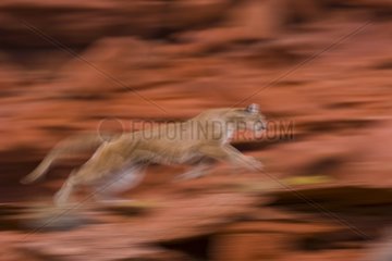 Mountain lion running - USA