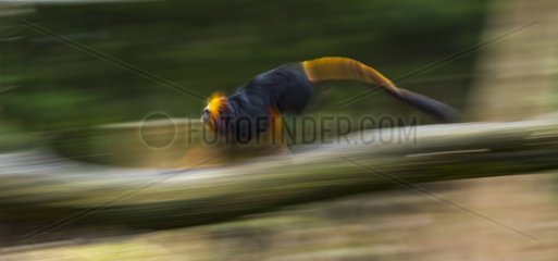 Golden-headed lion tamarin running on a branch