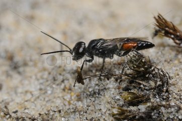 Digger wasp on sand - Aquitaine France