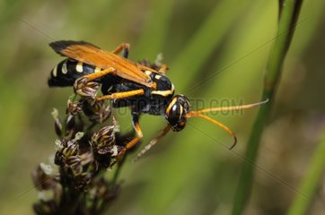 Spider Wasp on inflorescence - Aquitaine France