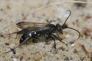 Spider Wasp on sand - Aquitaine France