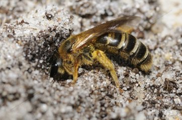 Mining Bee digging sand - Aquitaine France