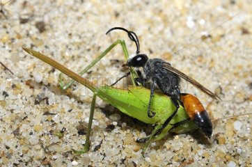 Digger Wasp catching a Grasshopper - Aquitaine France