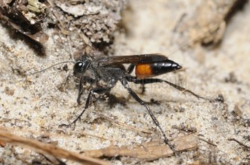 Digger Wasp digging a tunnel - Aquitaine France