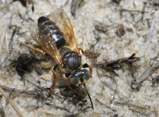 Digger Wasp on sand - Aquitaine France