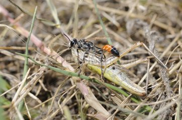 Prionyx catching a Grasshopper on grass - Aquitaine France