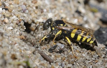 Digger Wasp digging sand - Northern Vosges France