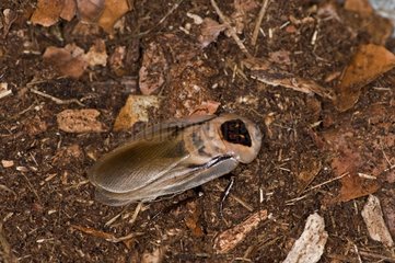 Death-Head Cockroach on ground